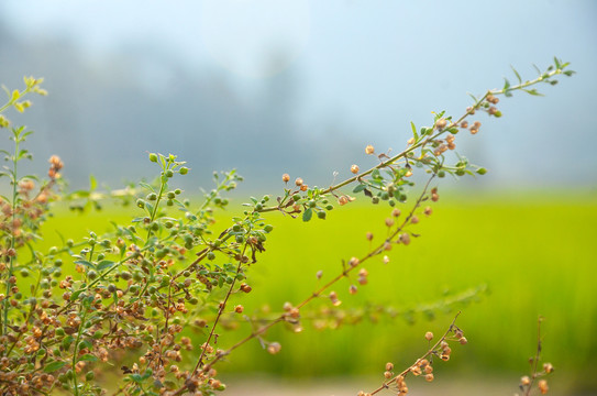 野甘草