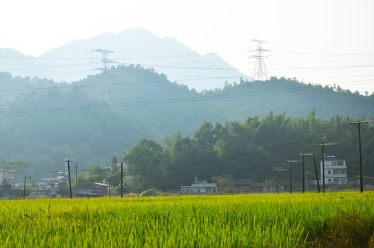 山峰水稻