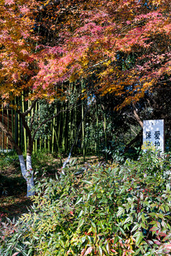 浙江杭州九溪风景区