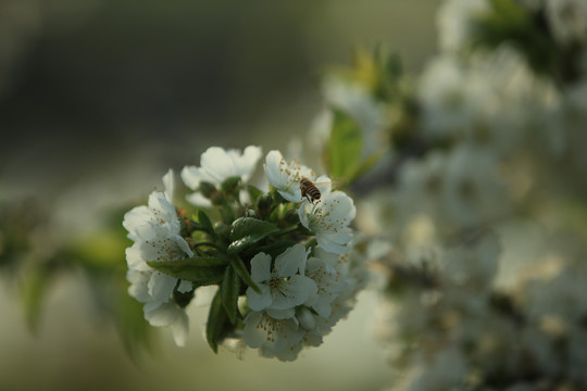 樱桃花