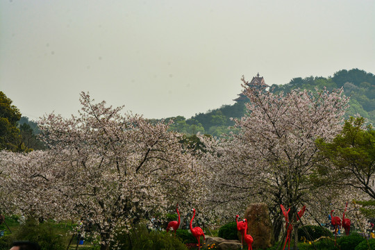 樱花