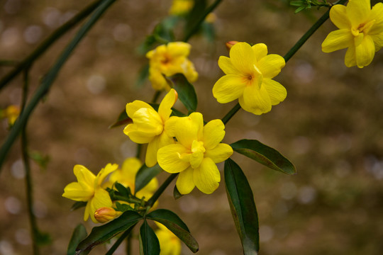 迎春花