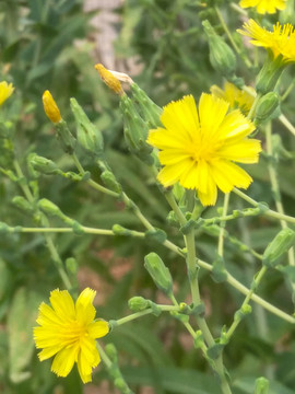 小黄菜花