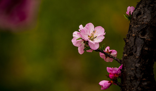 桃花