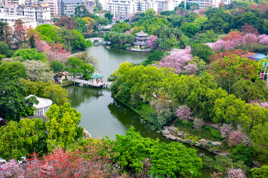 紫荆花盛开的柳候公园