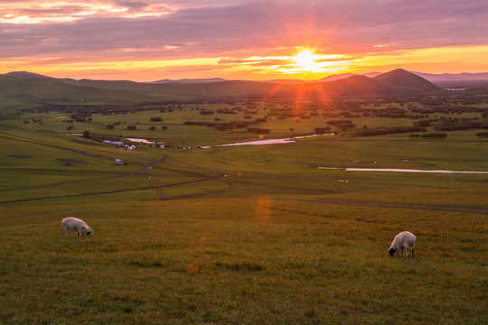 草原牧场太阳落日羊吃草