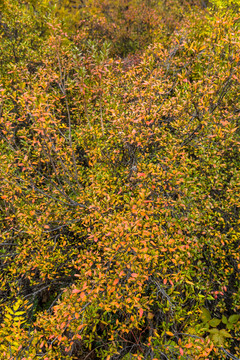 秋季多彩灌木树叶