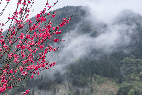 梅花桃花山村春天