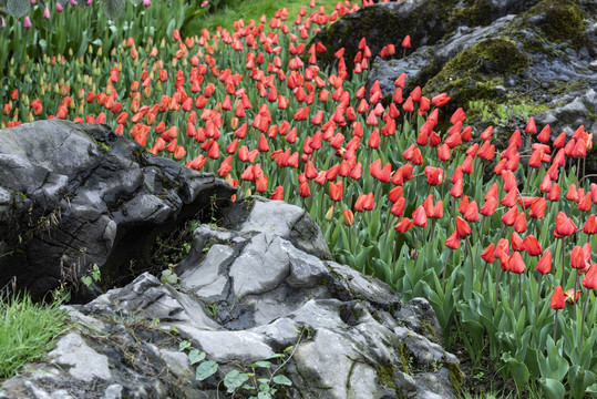 郁金香花园公园