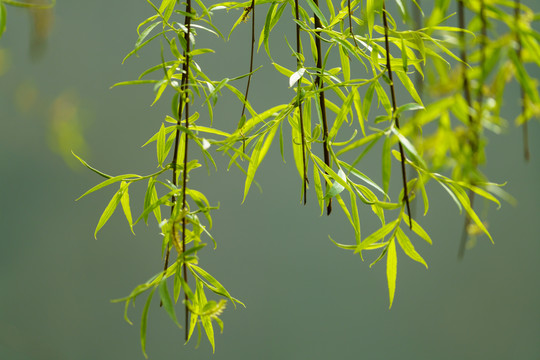 春天绿色垂柳树枝