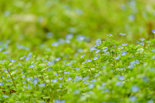 春天绿色草坪蓝色小花