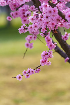 画意梅花