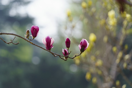 玉兰花