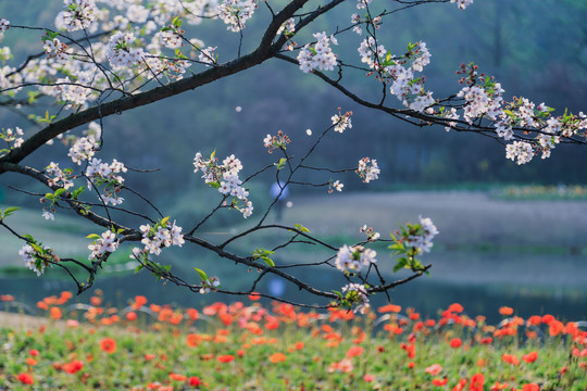 杭州太子湾樱花