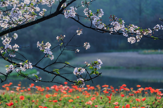 杭州太子湾樱花