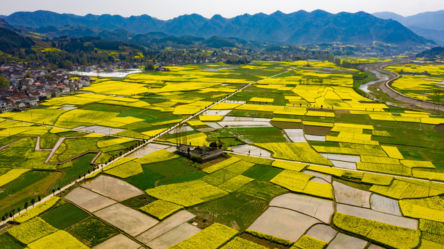 田野的春天