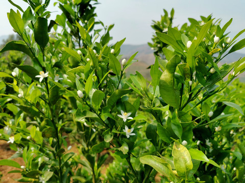 柑橘沃柑茂谷柑开花