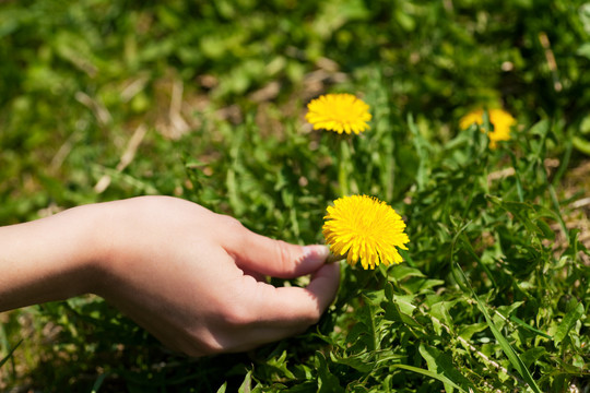 女人——唯一能看见的手——在春天的草地上采摘蒲公英
