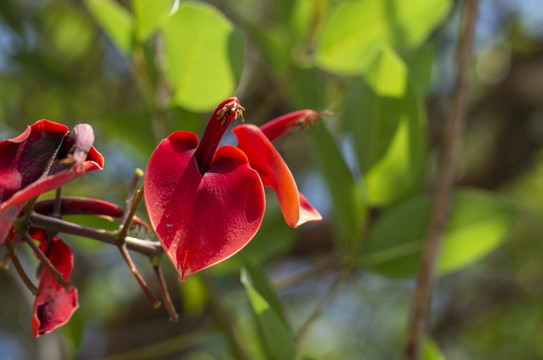 刺桐花