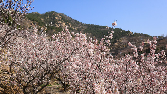 青岛崂山大崂樱桃谷