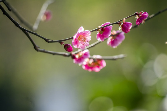 光影梅花摄影