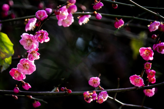 梅花花边黑背景