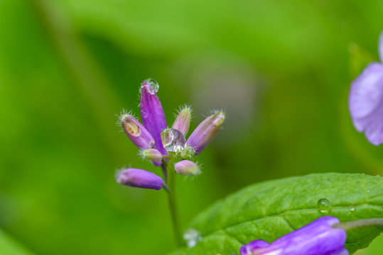 花中露珠