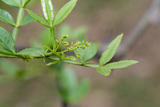 花椒花