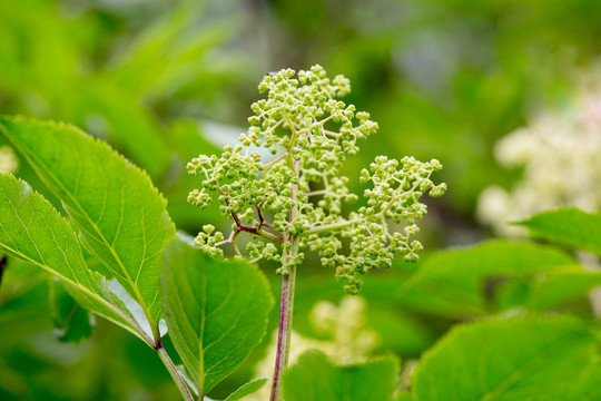 接骨木花