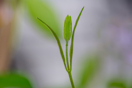 芽