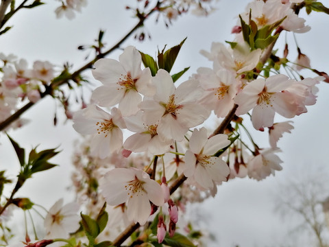 白色樱花