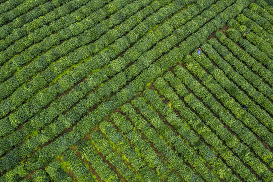 俯拍茶田图片