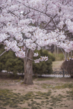 青岛中山公园樱花