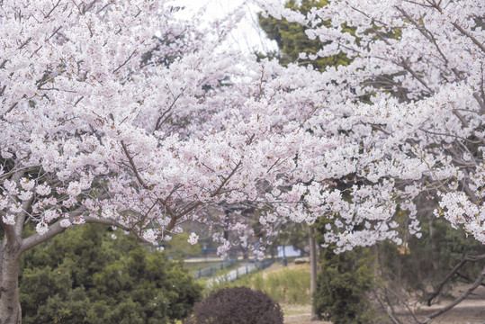 青岛中山公园樱花