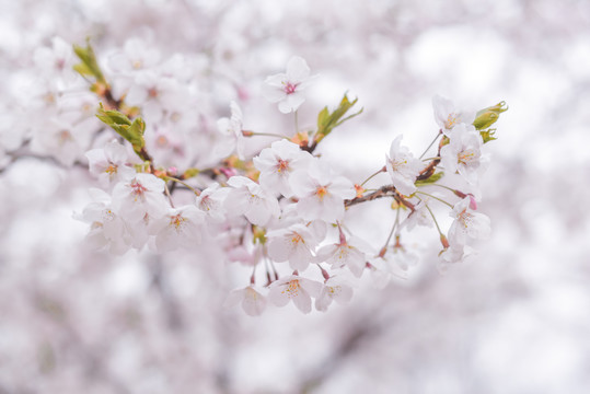 青岛中山公园樱花