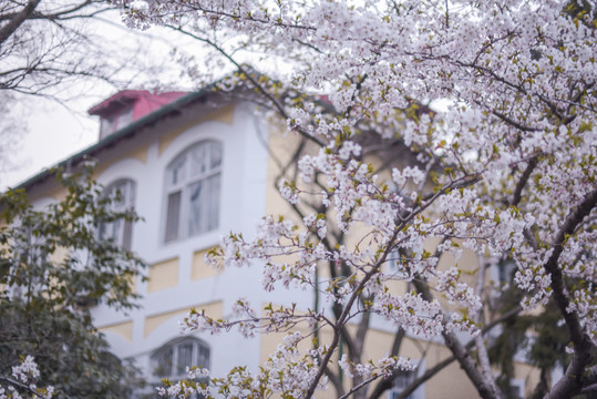 青岛中山公园樱花