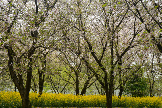 樱花