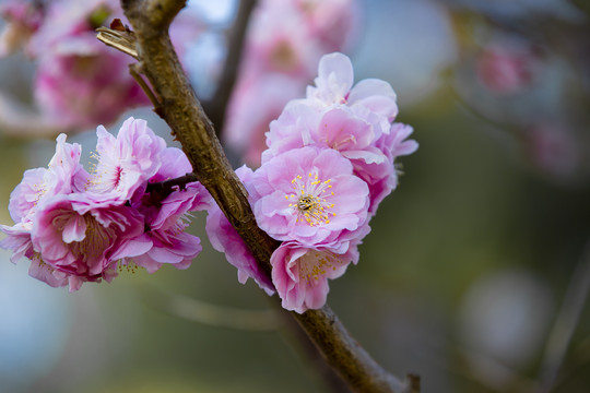 梅花