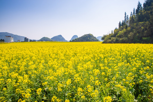 云南罗平油菜田