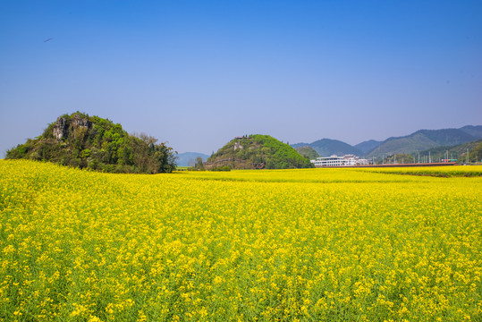 云南罗平油菜田