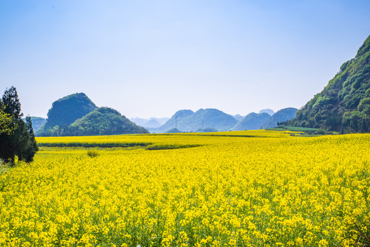 云南罗平油菜田