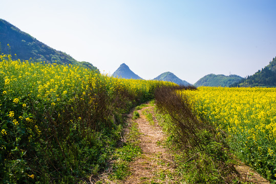 罗平油菜花小路