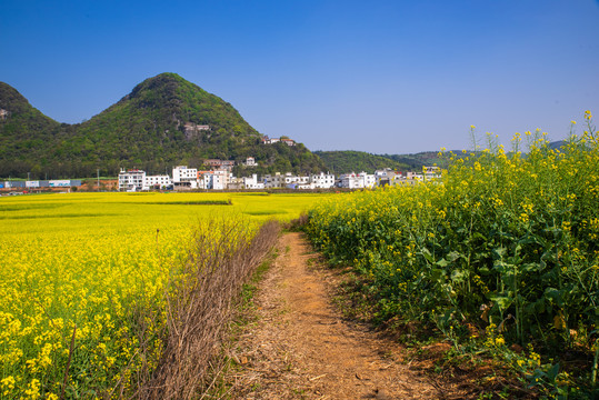 罗平油菜花小路