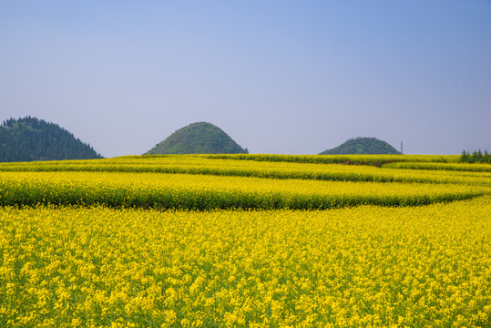 云南罗平油菜花