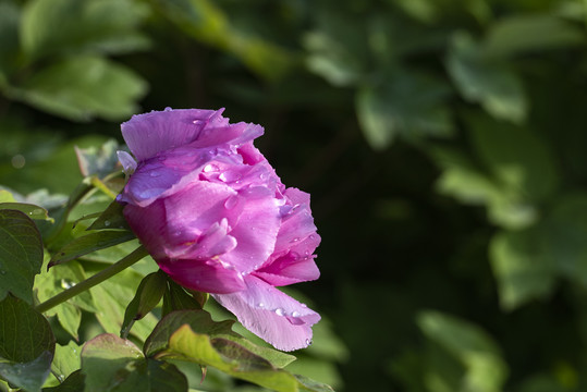 牡丹牡丹花花卉花园花海