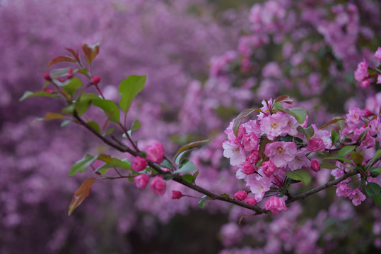 海棠花