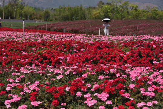 花海