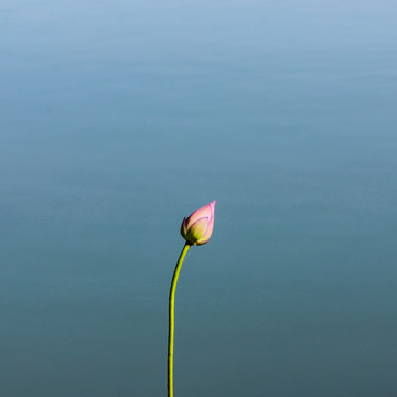 西湖荷花