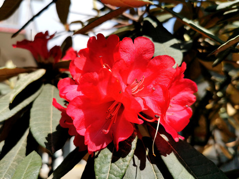 杜鹃花特写