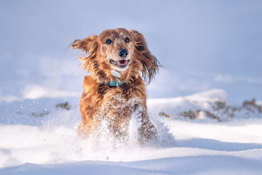 雪地里奔跑的宠物犬